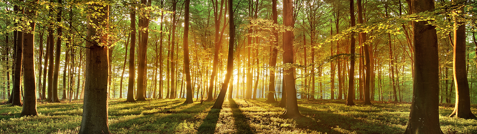 Woodhill Estates Woodhill Estates